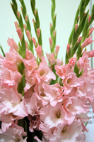 写真：淡いピンク色がきれいな茨城県オリジナル品種「常陸はなよめ