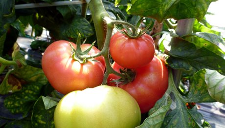 写真：収穫間際のトマト