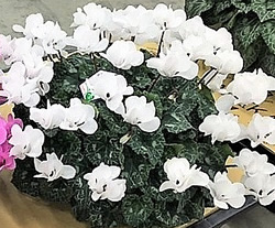 シクラメン白の植木鉢の写真。