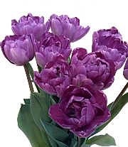 チューリップ（紫）の写真