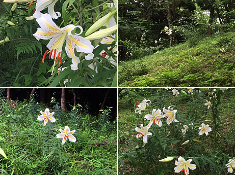 土手の斜面に咲いたヤマユリ（白）の花の写真。
