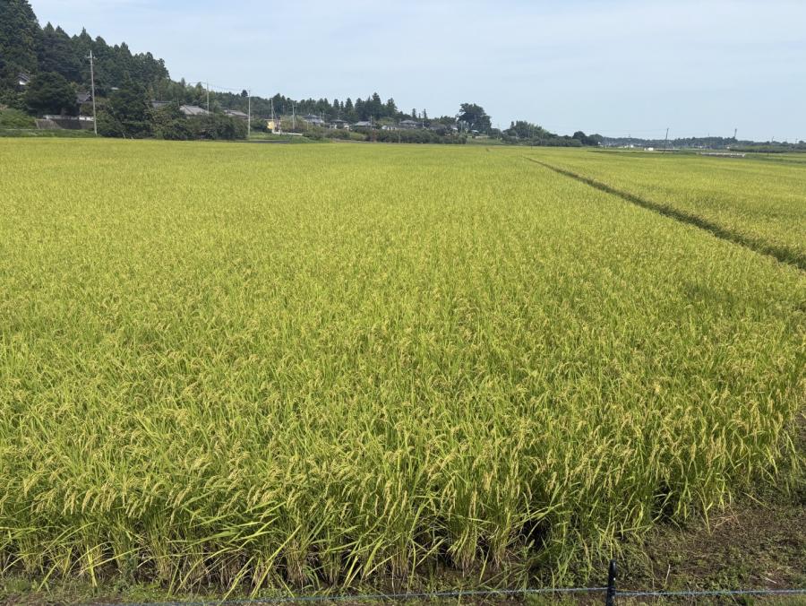 kamigouumaikomedukurikennkyuukai