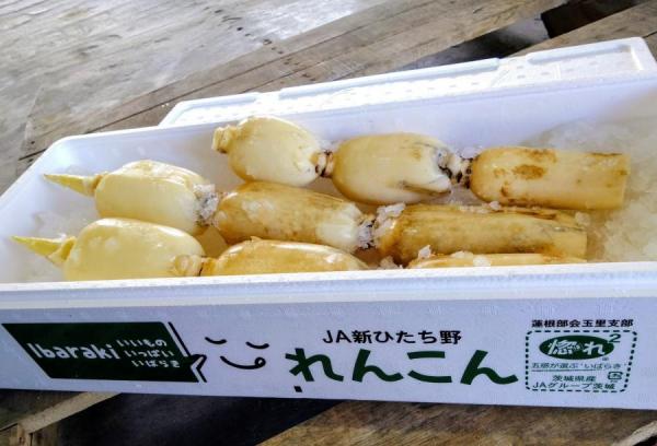 収穫されたれんこんは、氷とともに発泡スチロール箱に詰められて出荷されます
