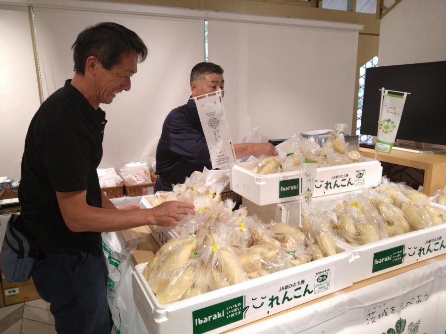 白くみずみずしいハウスれんこん
