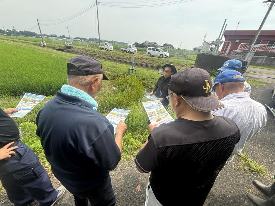 ナガエツルノゲイトウ情報提供