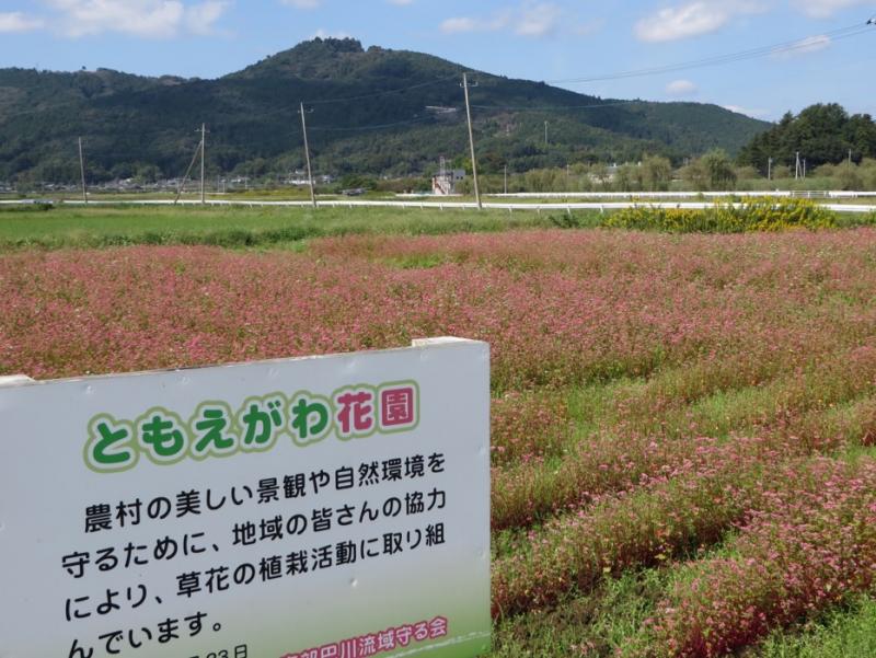 写真3遊休農地を活用した赤花そばの植栽