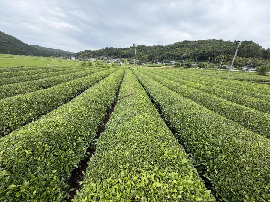 古内茶畑