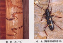 スギカミキリの被害と成虫の写真
