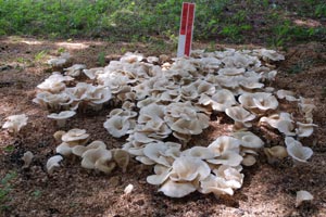 林地栽培の発生状況