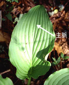 バイケイソウに御用心 茨城県