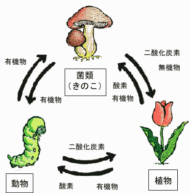 きのこが保つ生命の輪のイラスト