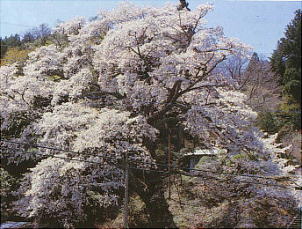 松岩寺のヤマザクラ