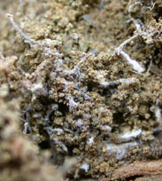 白色菌根塊の拡大写真