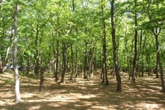 「農地に隣接する森林」のイメージ写真