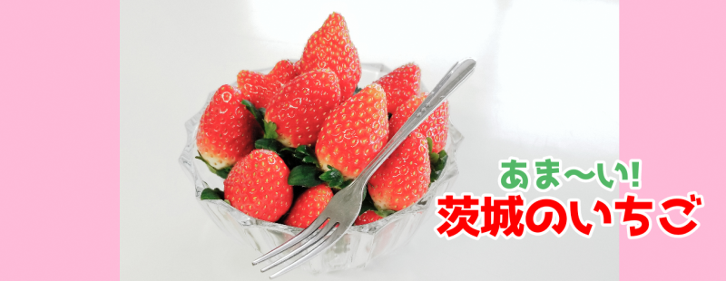茨城のいちご