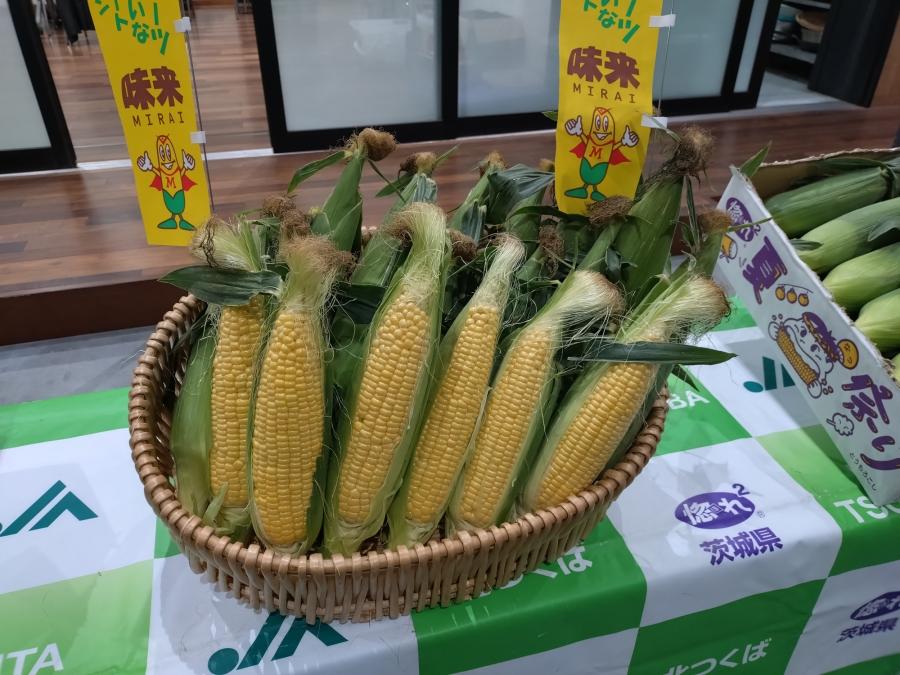 とうもろこし