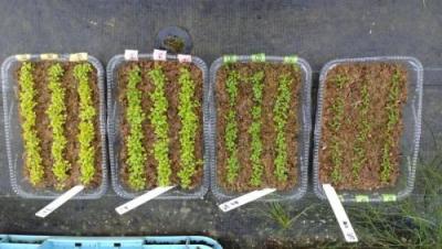 ドウダンツツジ育苗風景1