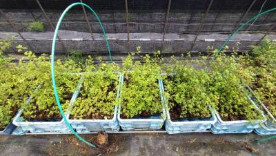 ドウダンツツジ育苗風景2