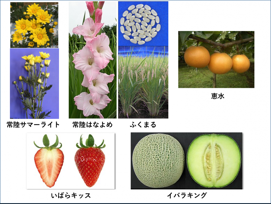 育成品種