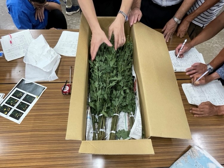 小菊品質規格調査2