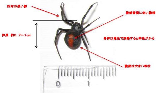 セアカゴケグモ(特徴)
