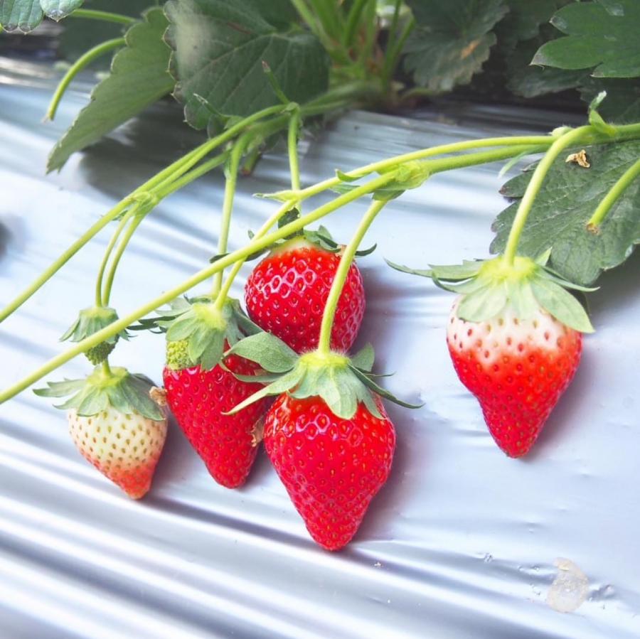 いちご（かすみがうら市）