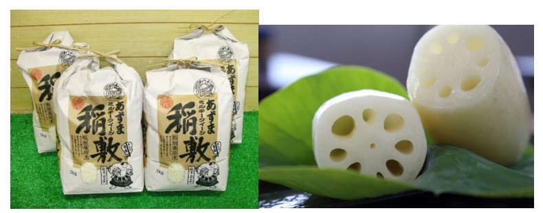 ミルキークイーン、レンコンの写真