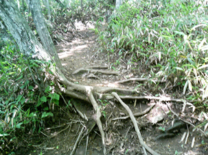 登山道以外の場所で踏付けによって植生が衰退している様子の写真