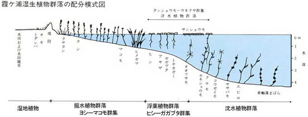 霞ヶ浦湿原生植物群落の配分模式図