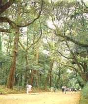 鹿島神宮樹叢