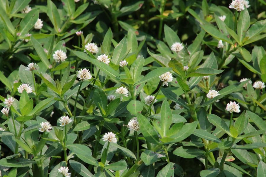 ナガエツルノゲイトウ