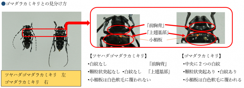 ゴマダラカミキリとの見分け方
