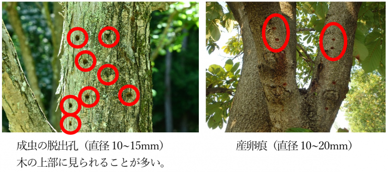 発生木の調査