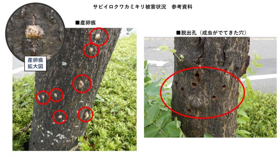 サビイロクワカミキリ被害状況