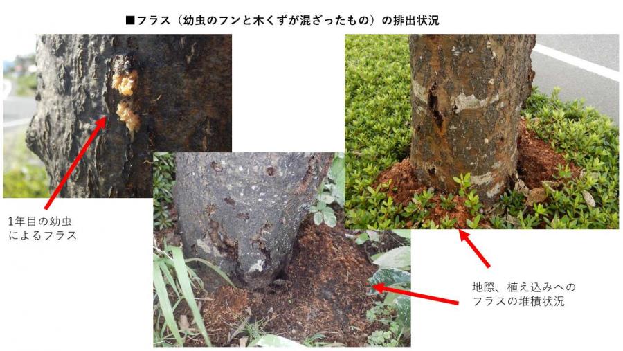 サビイロクワカミキリフラス排出状況