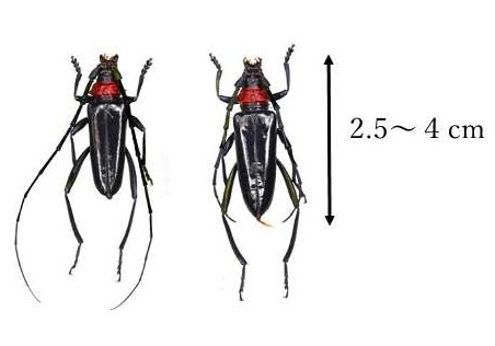 クビアカツヤカミキリ標本