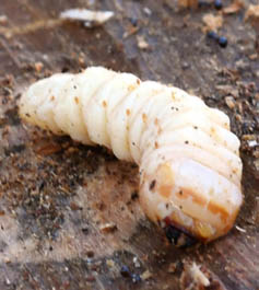 クビアカツヤカミキリについて 茨城県