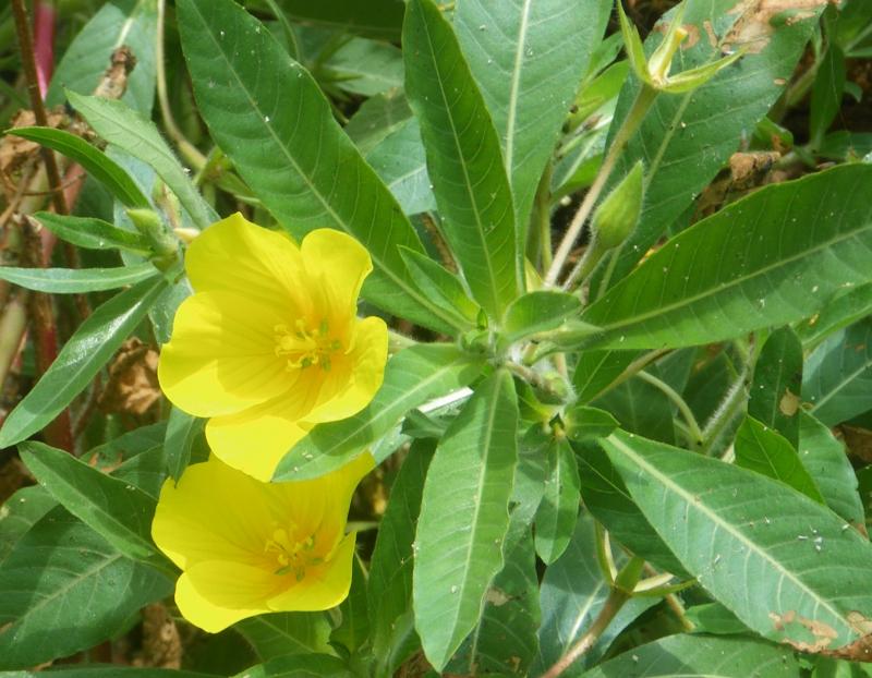 特定外来生物 植物 茨城県