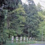 森林の写真