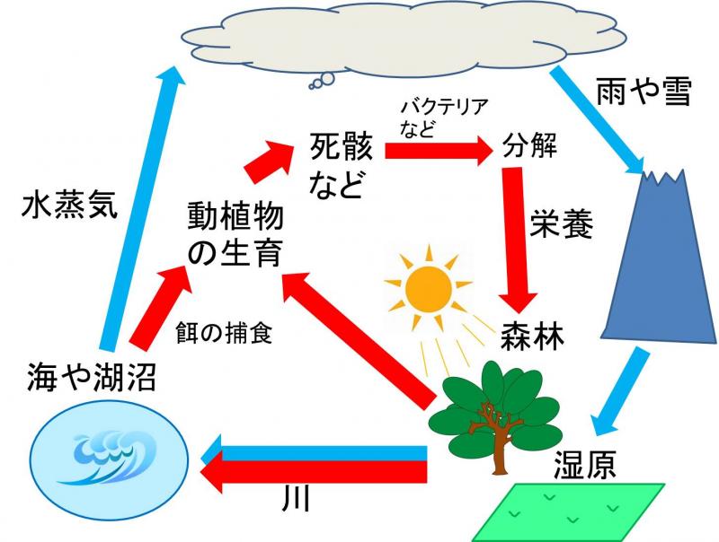 命の循環のイラスト