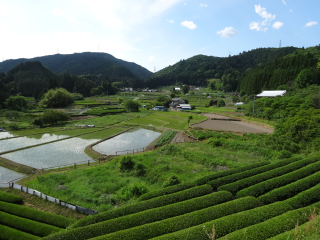 豊かな農村風景