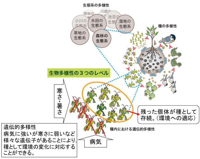 生物多様性の3つのレベル