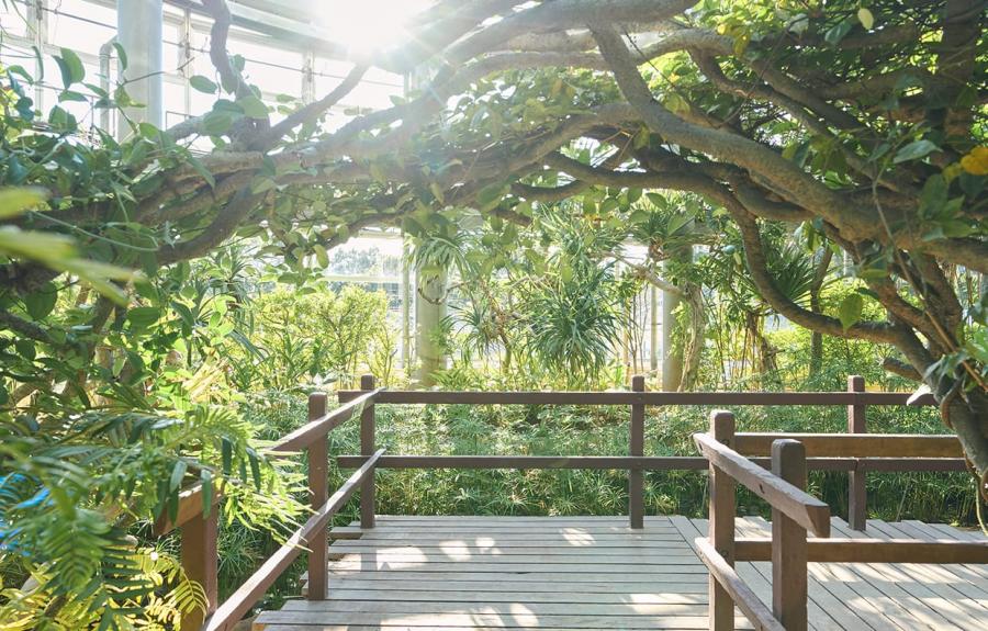 朝の植物園の様子