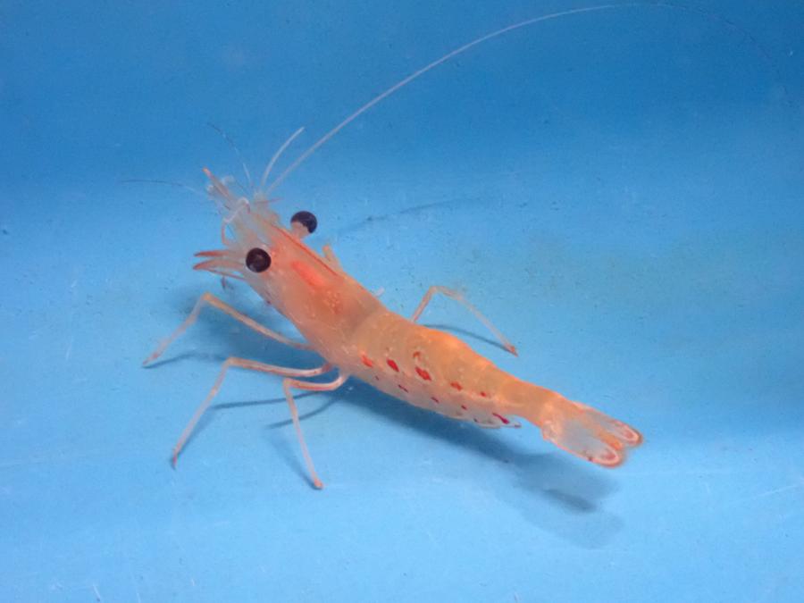 養殖ボタンエビ写真