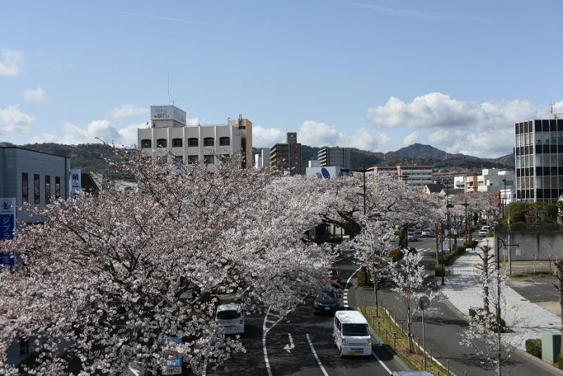 平和通りの桜