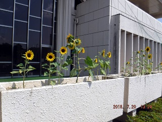 霞ケ浦浄化センター花壇のミニひまわり