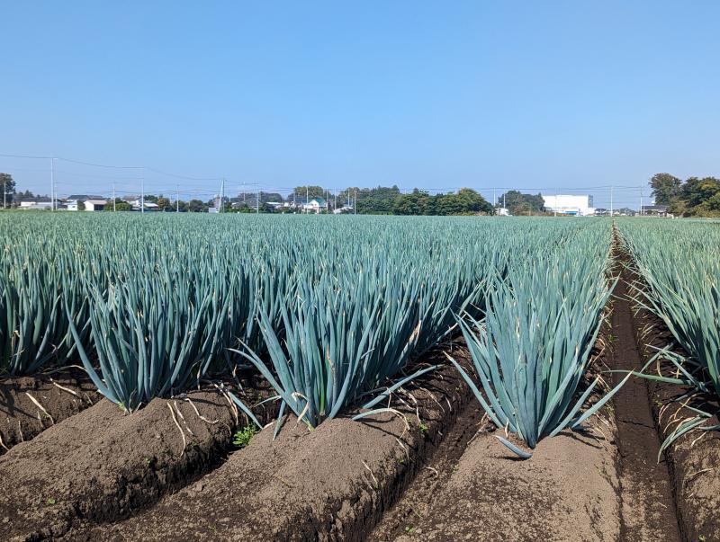 坂東中央地区ネギ畑の写真