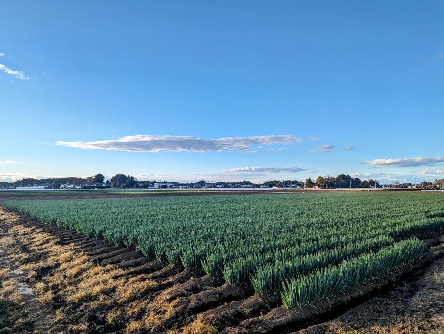 坂東中央ネギ栽培様子