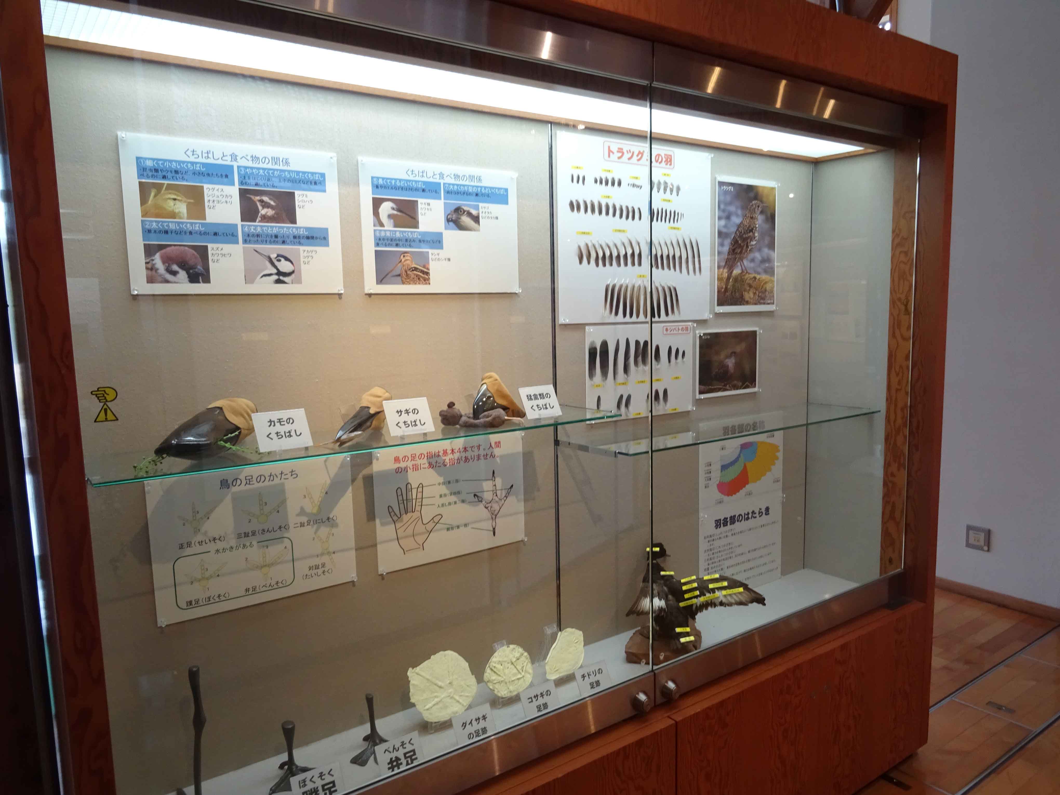 鳥の学習展示