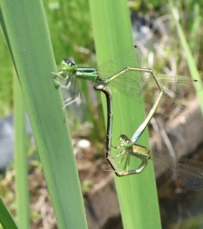 食べる なぜ 交尾 カマキリ